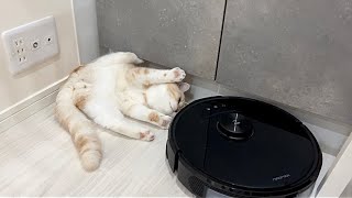 初めてお掃除ロボを見た子猫がまさかの大変なことになりました…