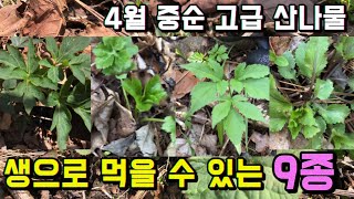 2024.4.14 생으로 드실 수 있는 고급산나물 9종, 4월 중순의 산나물 상태