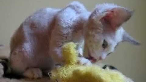 Watch the video about Devon Rex