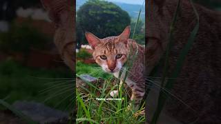 Meow being organic CCTO #cat #catshorts #catvideos #youtubeshorts #cats #catlife #catvideo