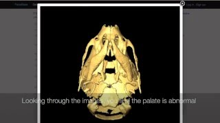 Facebase Data Browser Tutorial