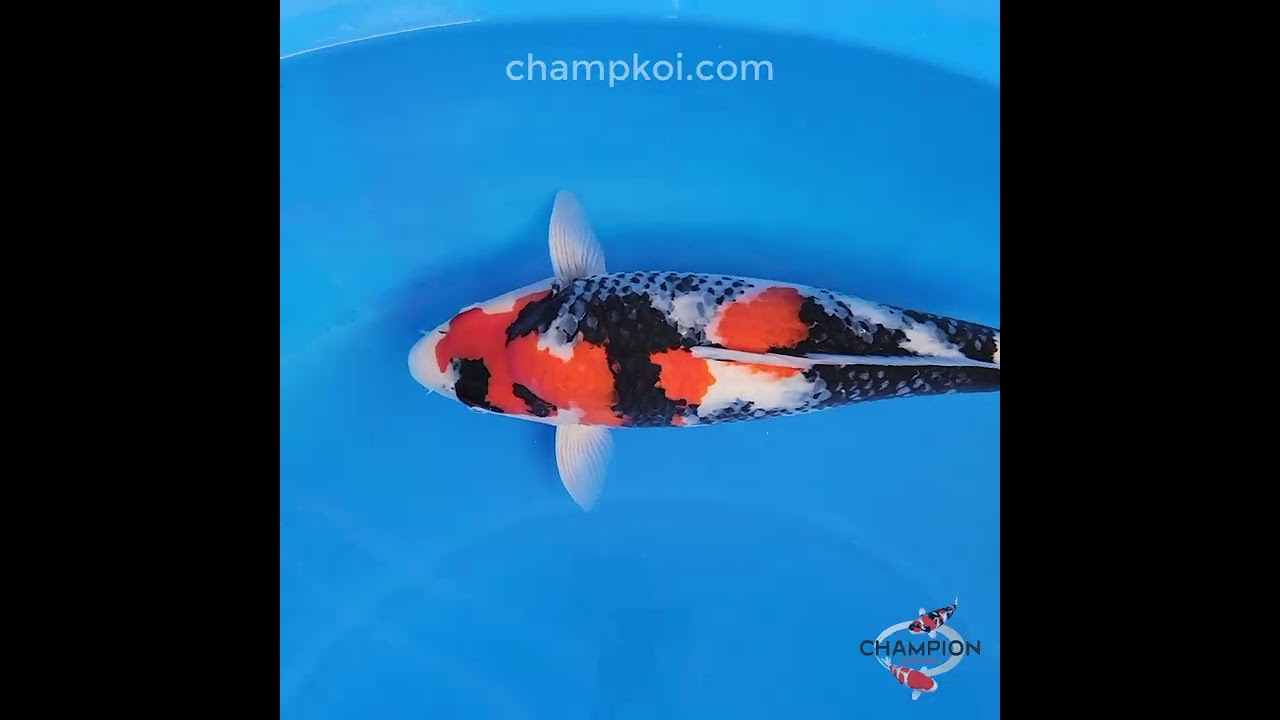 25F-023 Showa – Champion Nishikigoi