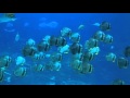 Georgia Aquarium Rough Video (World's Biggest Aquarium)