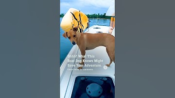 Shhh! What This Boat Dog Knows Might Save Your Adventure. 🧐
