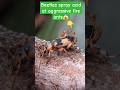 Beetles Spray Acid At Aggressive Fire Ants 亞 Bombardier Fireants Beetles Spray Acid At Aggressive Fire Ants 亞 Bombardier Fireants