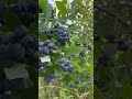 Blueberry pickup day 11 #blueberry #blueberrypicking #blueberryfarm