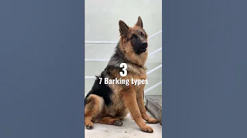 Seven types of German Shepherd BARKING #shorts #gsd #germanshepherd #barking