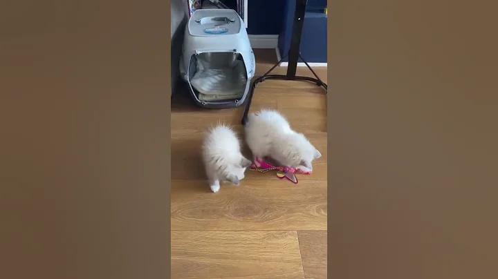 Video 4905901: ragdollkittens funnycat, ragdollkittens cat, funnycats funnykittens cats