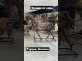 Лошади из коры в Анталии, Турция