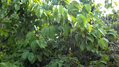 Cherimoya fruit
