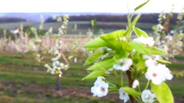 Remembering Spring in our Asian Pear orchard