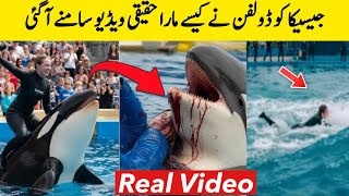 Dolphin et Jessica Accident | Dolphin Attacks Jessica Real Video | BosalTv1