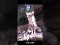 Old video Fox corsac (Vulpes corsac) Canon S5 IS Power Shot #shorts