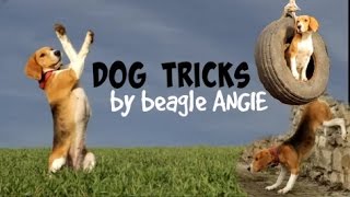 Dog tricks by beagle Angie! ♡ | 5 years