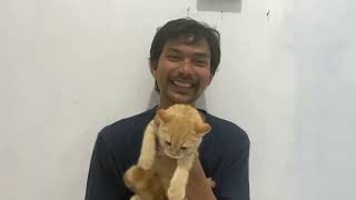 Ready BSH kitten Red Jantan Anakan impor Rusia by bubulusi 1,550 views 1 year ago 3 minutes, 49 seconds