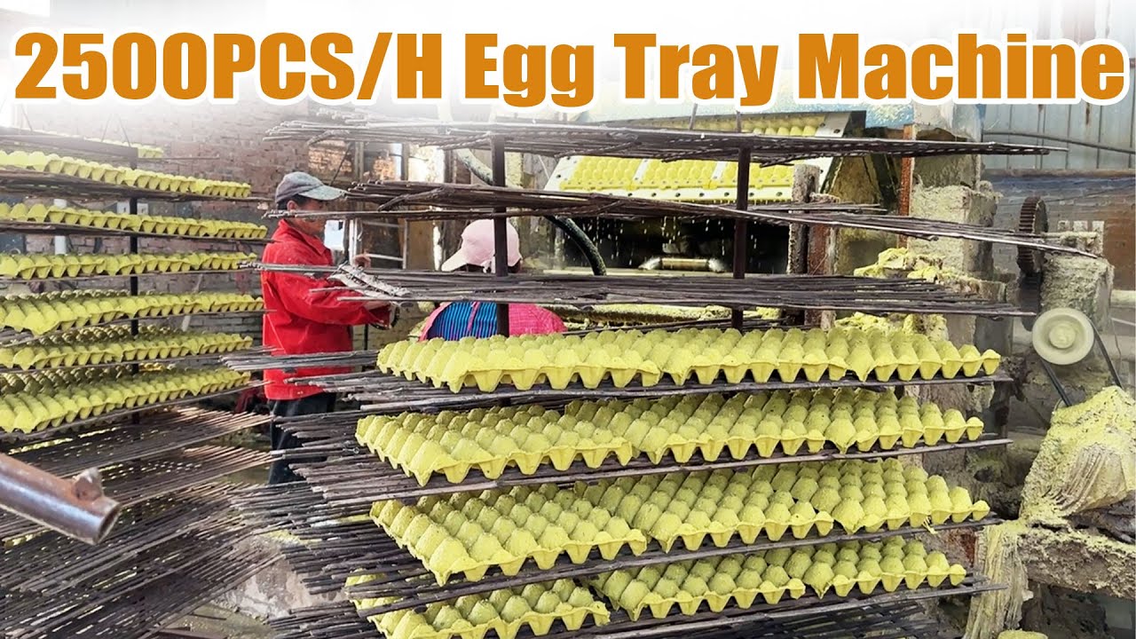 2500 Pcs/Hour Egg Tray Machine | High-Efficiency Paper Pulp Molding Production Line