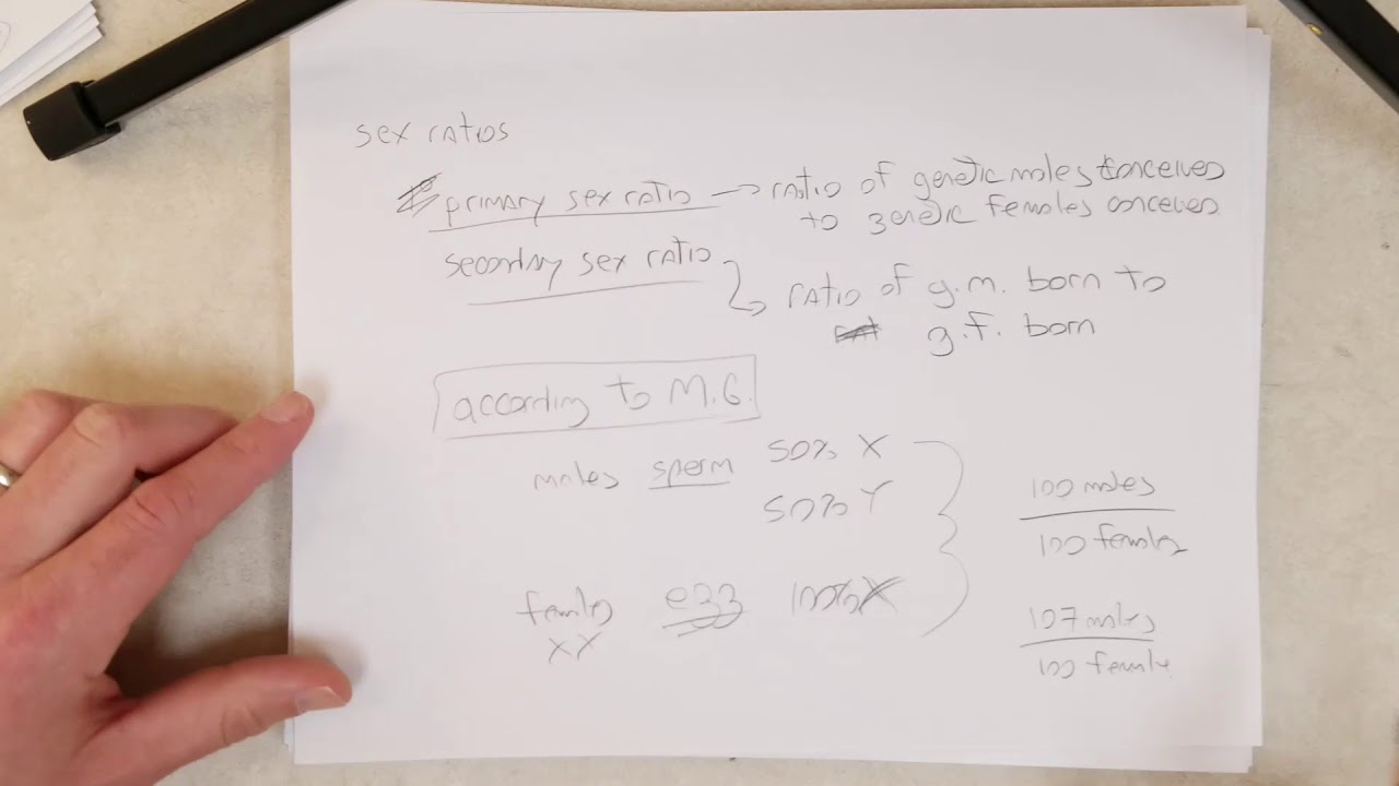 Genetics: L23-A, Human XX XY ratios (Recommend 1.5x Speed)