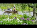 [ 4K Ultra HD ] 水郷佐原 あやめ祭り Japanese Iris Festival in Suigo Sawara (Sho…