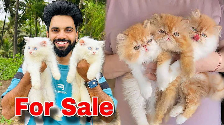 Watch the video about Persian Cats For Sale | Pure Breed Persian kittens | Persian Cat | Persian Cat price in india