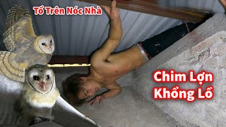 Cáo Ca - Tìm Được Hang Ổ Chim Cú Lợn Trên Nóc Nhà || Phần 1