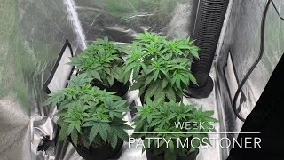 My First Indoor Cannabis Grow Seed to Smoke -Blueberry muffin / Gods green Grow - Week 5