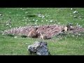 Marmota alpina (Marmota marmota) Alpine Marmot