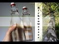 Schätze der Natur | Birkenwasser selber zapfen