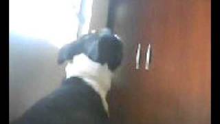 Staffbull, Olhando Pela Janela