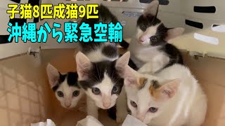 【緊急空輸】多頭崩壊崩壊に子猫ラッシュが始まり大忙しです