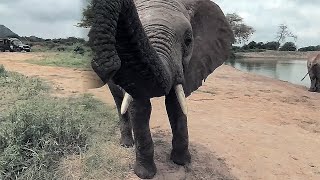 In the middle of a herd of african elephants,  VR 360 experience