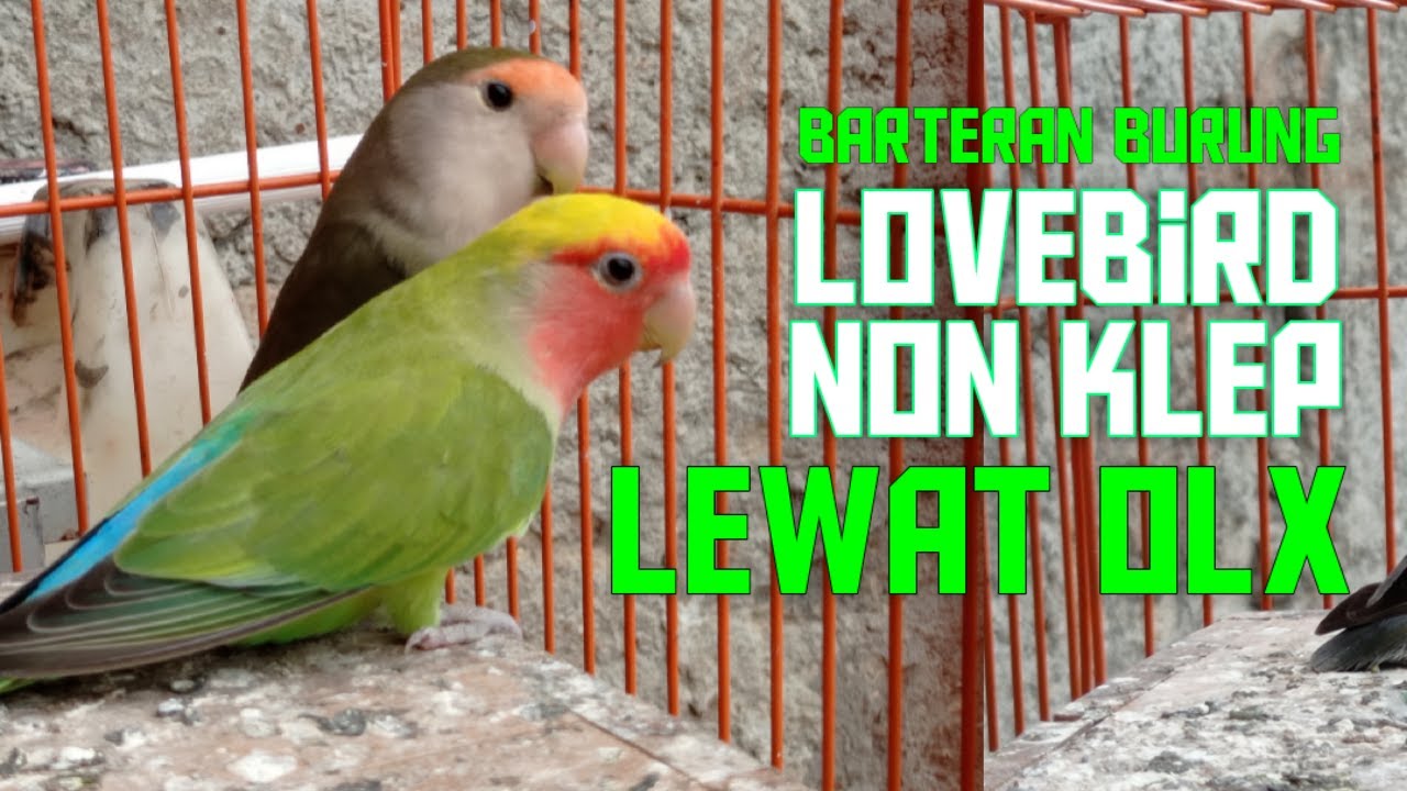 BARTERAN BURUNG LOVEBIRD MANTAP LEWAT OLX. AVIARY MINI. AVIARY SET UP. HOME AVIARY. KANDANG KOLONI.