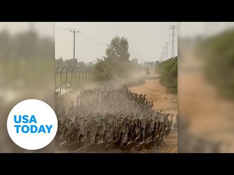 Duck, duck, go! Duck stampede charges down dirt road in Cambodia. | USA TODAY