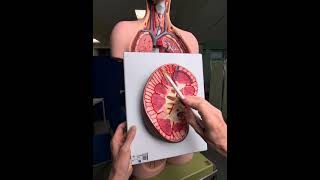 Inside The Kidney
