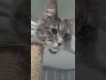 Отлично как подпишись рек топ рекомендации тренды шортс хочуврек кот юмор прикол Shorts Отлично как подпишись рек топ рекомендации тренды шортс хочуврек кот юмор прикол Shorts