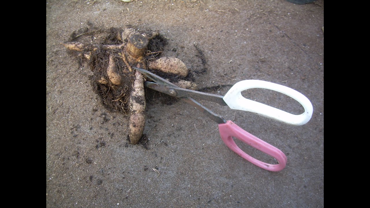 How to divide dahlia tubers (the Geoff & Heather way!)