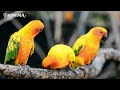 PARROT BEAUTIFUL COLORS - RELAXING BIRD SOUND - Faunema