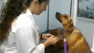 The Dog's gentle response to being treated and cured by the vet  Funny Dog's Reaction