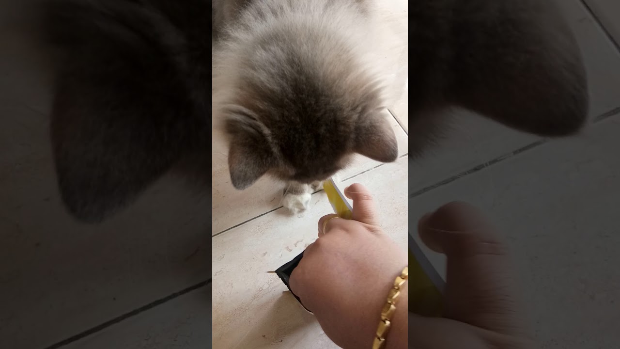 temptations snack kucing