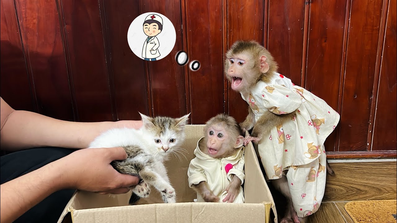Tina and Xuka want Uncle Tuan to take the kitten to the veterinarian for a check-up.