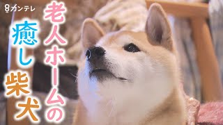 柴犬に癒される『特別養護老人ホーム』　動物と一緒に暮らす…西日本で唯一の試み【報道ランナー】