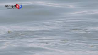 Очередное нашествие: Море у Мариуполя бурлит от рыб
