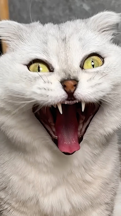 Sonya seems to be ready for school😸 #cats #cat #funny