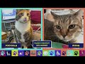 Iowa PBS Pets Club - June 18, 2026