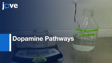 C-Fos Activation from Mesolimbic and Mesocortical Dopamine Pathways | Protocol Preview