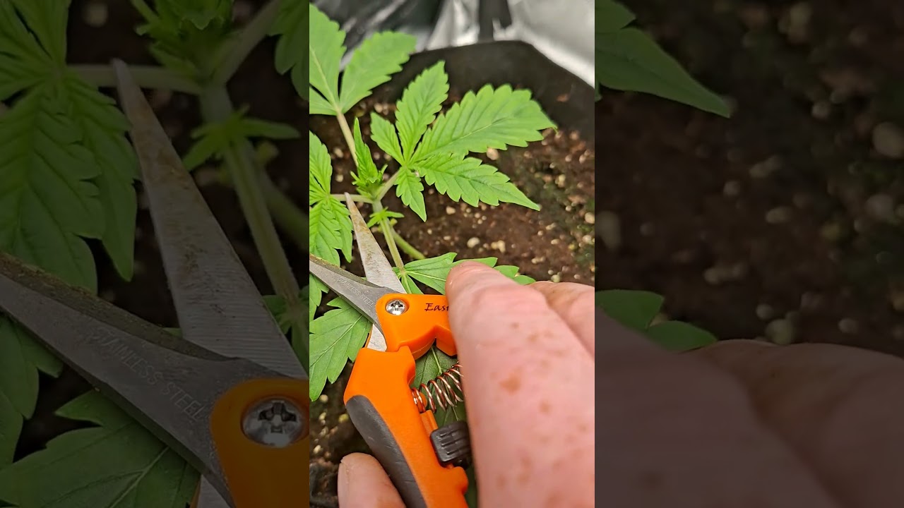 FastBuds AutoFlowers Grow: Knowing When To Top 2 Days Out. Gorilla Z/Skittles 