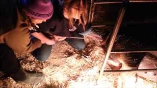 Difficult Spot Farrowing, Helping Pig Deliver, Pulling Piglets