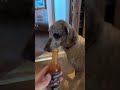 DOG SCARED Of Hot Sauce mp3