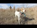 NW Oklahoma Quail Hunt