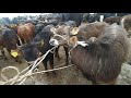 ЖАЙЛООГО (тоого) кунажын букалар🐃🐂 ПРИГОРОДНЫЙ МАЛ БАЗАРЫ 13/03/21