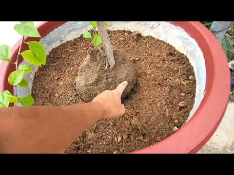 cách trồng hoa giấy cách trộn phân và cách lên chậu để cây phát triển tốt